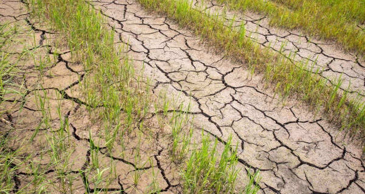 BMKG Bantah Narasi Godzilla El Nino, Kemarau 2026 Lebih Kering
