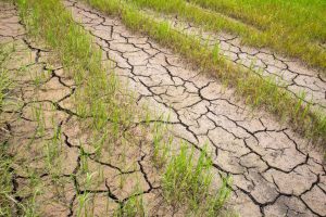 BMKG Bantah Narasi Godzilla El Nino, Kemarau 2026 Lebih Kering