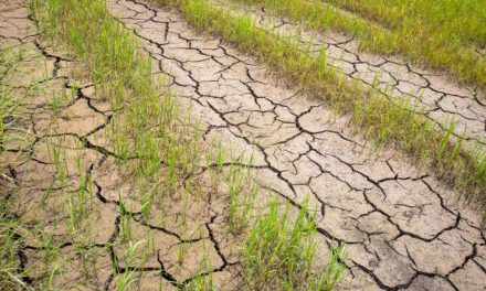 BMKG Bantah Narasi Godzilla El Nino, Kemarau 2026 Lebih Kering