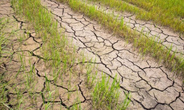 BMKG Bantah Narasi Godzilla El Nino, Kemarau 2026 Lebih Kering