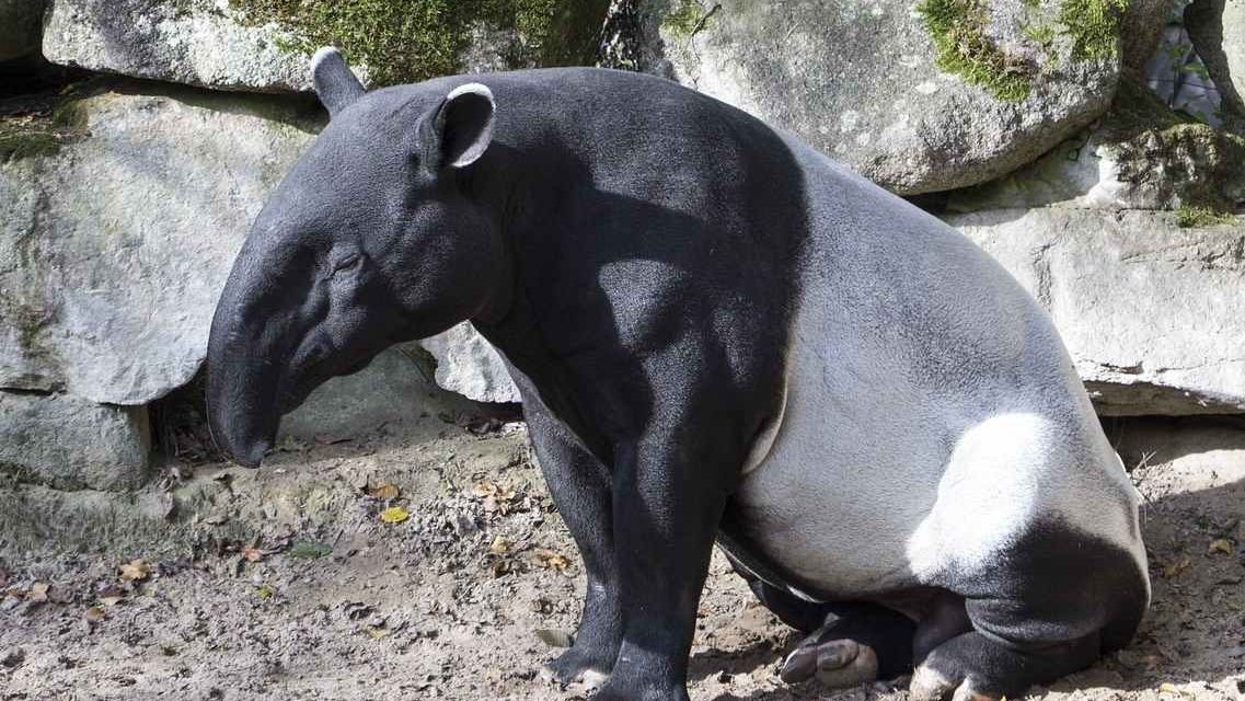 Peringatan Hari Tapir Sedunia: Seruan Melestarikan Satwa Langka