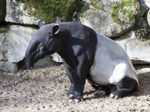 Peringatan Hari Tapir Sedunia: Seruan Melestarikan Satwa Langka