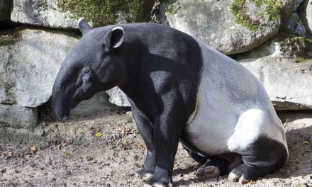 Peringatan Hari Tapir Sedunia: Seruan Melestarikan Satwa Langka