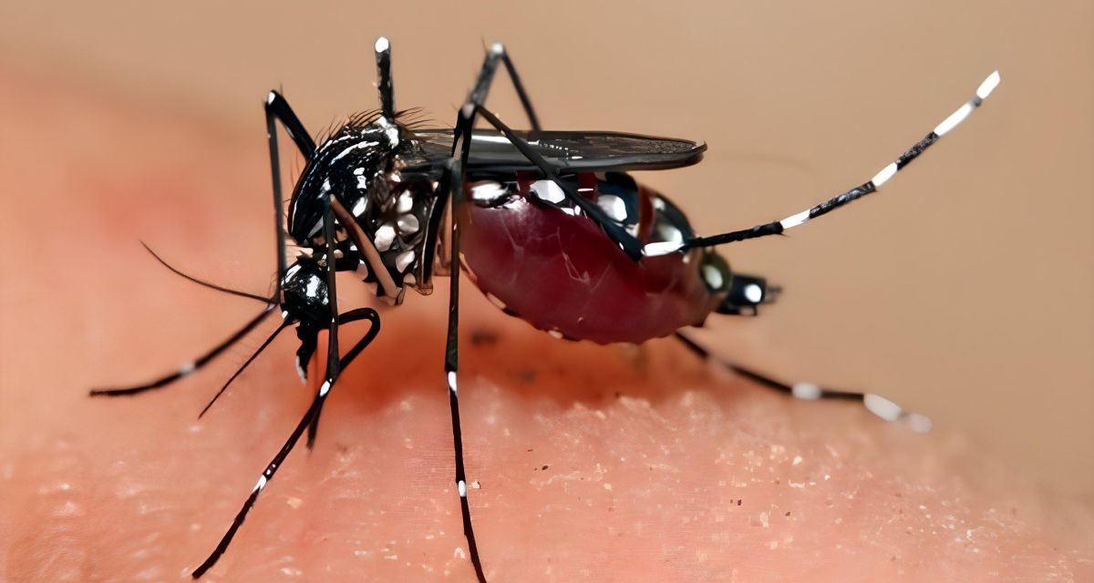 Waspada Lonjakan Kasus Demam Berdarah Di Jawa Barat