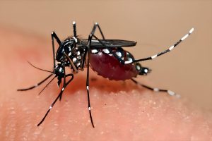 Waspada Lonjakan Kasus Demam Berdarah Di Jawa Barat