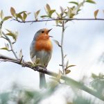 Manfaat Kicauan Burung Untuk Turunkan Hormon Stres Di Tubuh