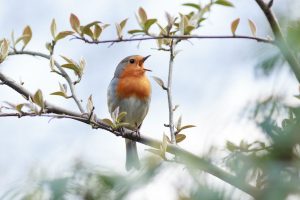 Manfaat Kicauan Burung Untuk Turunkan Hormon Stres Di Tubuh