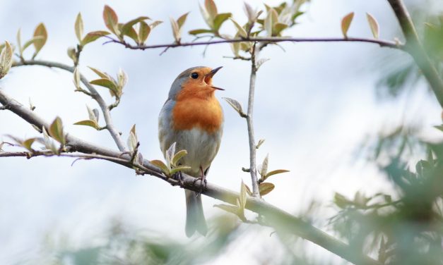 Manfaat Kicauan Burung Untuk Turunkan Hormon Stres Di Tubuh