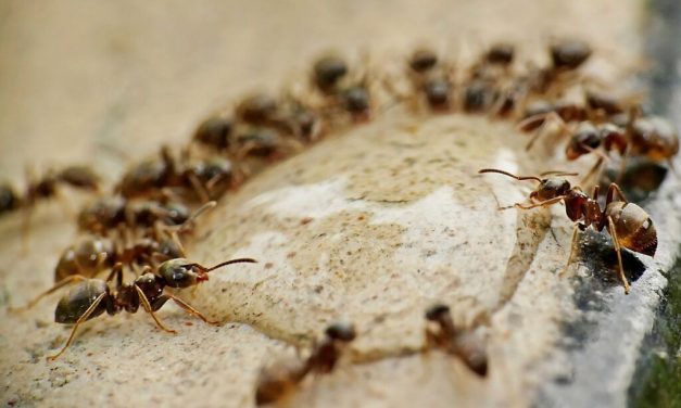 Manfaat Ampas Kopi Untuk Usir Semut Dan Serangga Di Rumah