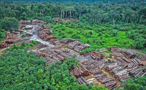 Kolombia Alokasikan Dana Besar Tekan Deforestasi Hutan Amazon