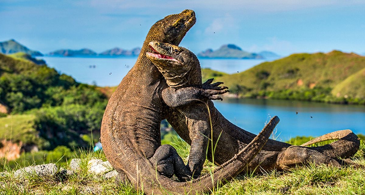 Taman Nasional Komodo: Sensasi Liveaboard Dan Keindahannya