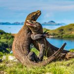 Taman Nasional Komodo: Sensasi Liveaboard Dan Keindahannya