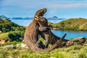 Taman Nasional Komodo: Sensasi Liveaboard Dan Keindahannya