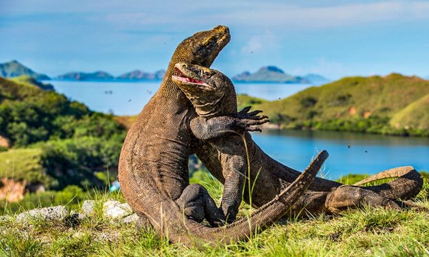 Taman Nasional Komodo: Sensasi Liveaboard Dan Keindahannya
