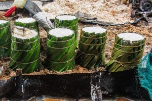 Kementan Perluas Budi Daya Sagu Nasional Di Riau Dan Papua