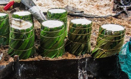 Kementan Perluas Budi Daya Sagu Nasional Di Riau Dan Papua